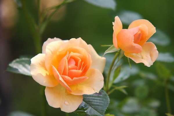 flower Angela Hou