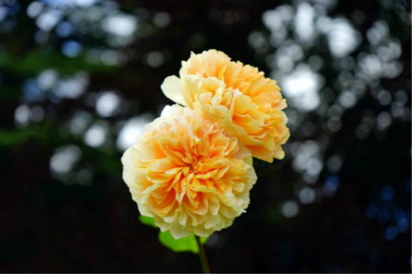 flower6 Angela Hou