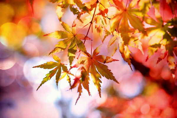 maple-leaf-5-Angela-Hou-1