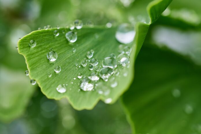 Raindrop on Leaf Angela Hou