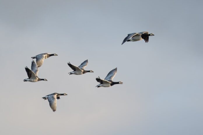 Geese Angela Hou
