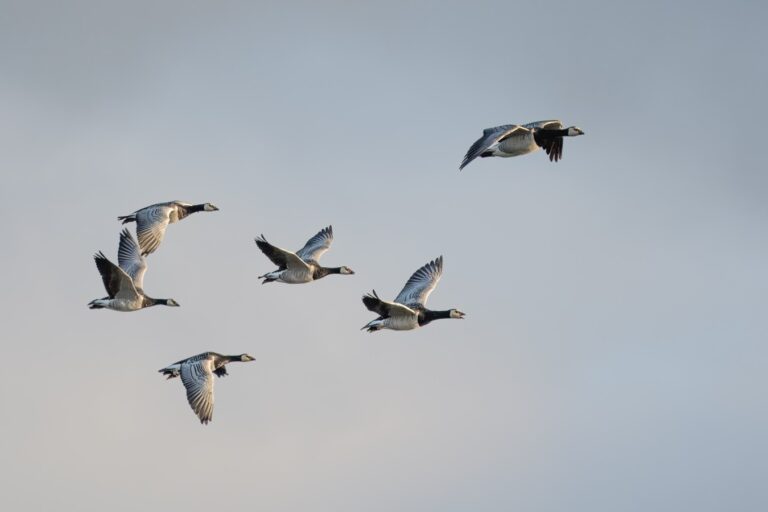 Geese Angela Hou